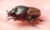 Onthophagus vacca